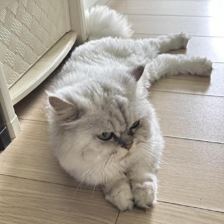 H01001000 Jonathan Ho Github - Elegant Ultra HD Mountain Designs | Free Download