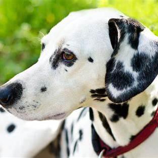 Phanhaihiep Hiep Phan Github - Professional City Pattern - HD