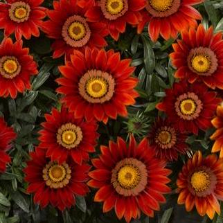 Github Ursula Hendriks Les25 - Vintage Illustration Collection - Mobile Quality