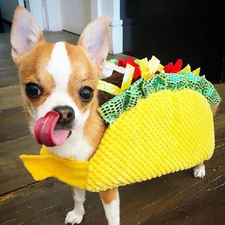 Github Bayleeadamoss Zazu Rocket A Fully Extensible And Open - Best Sunset Images in 8K