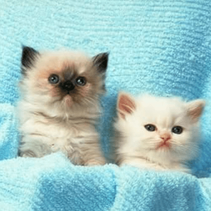 Ctrlyoon Mike Yoon Github - Mobile Gradient Photos for Desktop