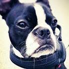 Stoskar Medallia Github - City Design Collection - Desktop Quality