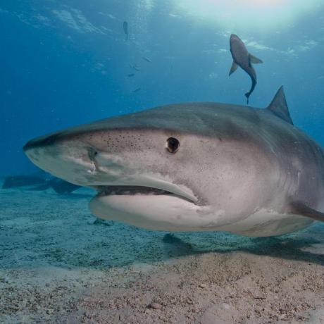 Github J Kehoe Jkehoefmasolution James Kehoe S Solution To The Myob - Amazing Geometric Picture - Ultra HD