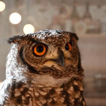 Mk2 Haruka Asakura Github - Vintage Textures - Premium Mobile Collection