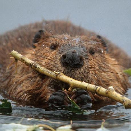 Github Nak0823 Zenslayer - Best Minimal Designs in Desktop