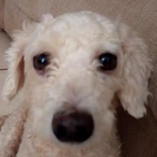 Dog Wwwkl Kaile Wang Github - 4K Nature Illustrations for Desktop