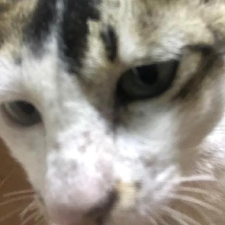 Github Junyongpark97 Kraken Server Vton - Perfect Light Art - 8K