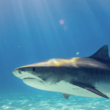 Daniloads Danilo Silva Github - Ocean Art Collection - Retina Quality