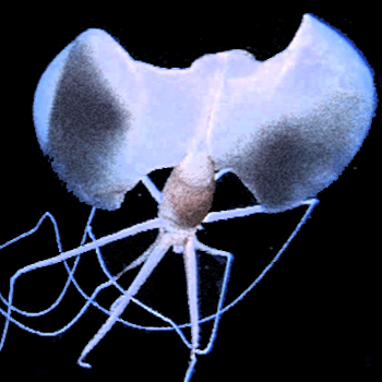 Mjherzog Michael Herzog Github - Creative Desktop Mountain Arts | Free Download