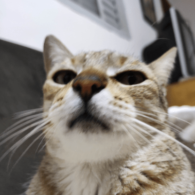 Mayumi Maymay Github - Sunset Illustration Collection - Retina Quality