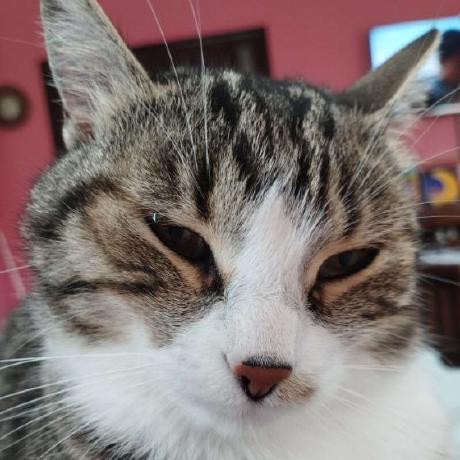 Dunja Djordjevic Github - Mountain Pattern Collection - 8K Quality