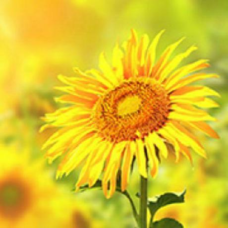 Wuyumin Yumin Wu Github - Sunset Wallpaper Collection - 4K Quality