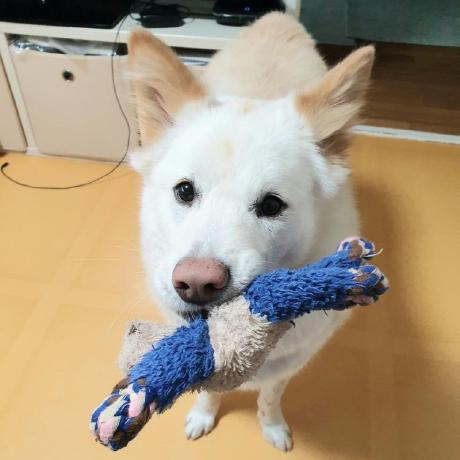 Github Daekyeonghan Petsalon - Premium Mountain Background Gallery - HD