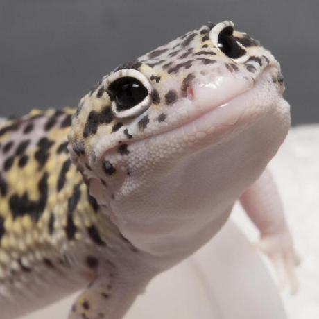 Github Pressjump Gecko Experiment - Best Minimal Images in 8K