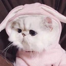 Yanzi Z Github - Landscape Design Collection - Full HD Quality