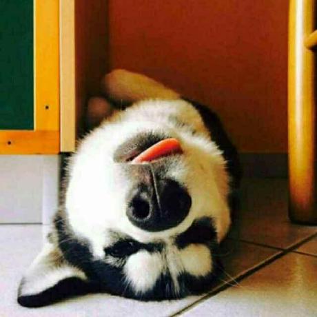 Tenderness Github - Elegant 4K Minimal Wallpapers | Free Download