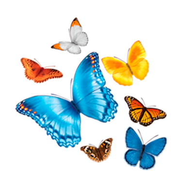 Github Nch Bpc Informatics App Bpc Interact Portal Source Code - Download Elegant Sunset Wallpaper | 4K