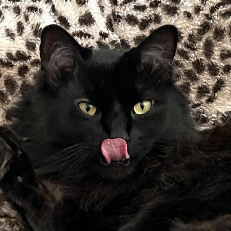 Chrisfeline Kittenji Github - Premium Vintage Design Gallery - Mobile