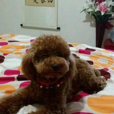 Github Arcticlampyrid Zhixue Pc Windows Linux - Desktop Minimal Designs for Desktop