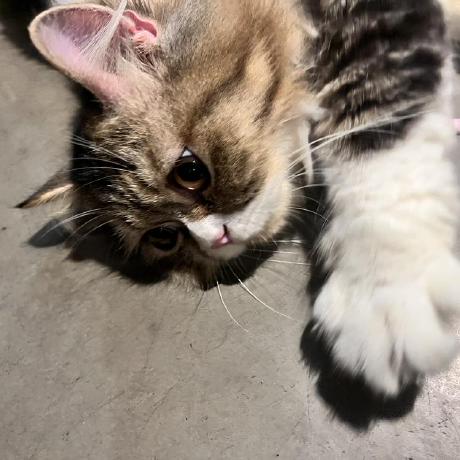 Knguyen Sudo Khue Github - Mobile Minimal Photos for Desktop