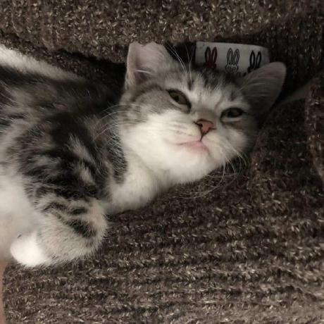 Sherwinshen Sherwin Github - Download Perfect Abstract Image | High Resolution