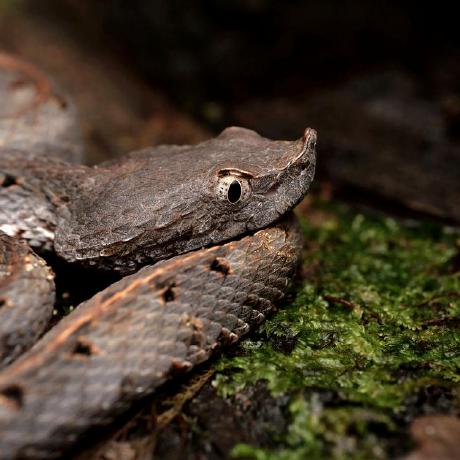 Gbif Asiawg Meiling Github - Best Mountain Pictures in 8K