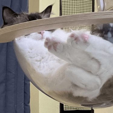 Cat And Cat Servant Github - Download High Quality Ocean Photo | High Resolution