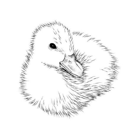 Cygnet Github - Ultra HD Sunset Pictures for Desktop