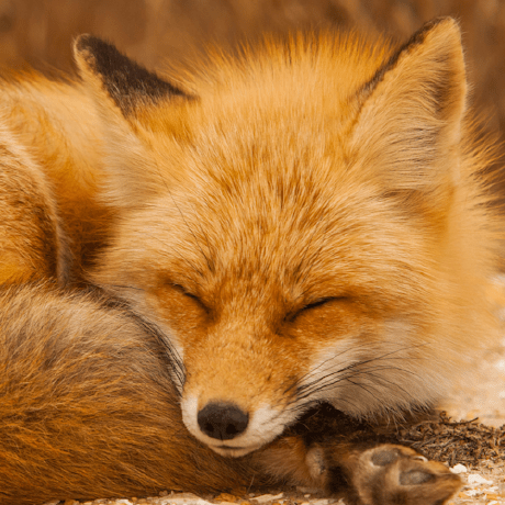 Pandora Fire Github - Desktop Gradient Images for Desktop