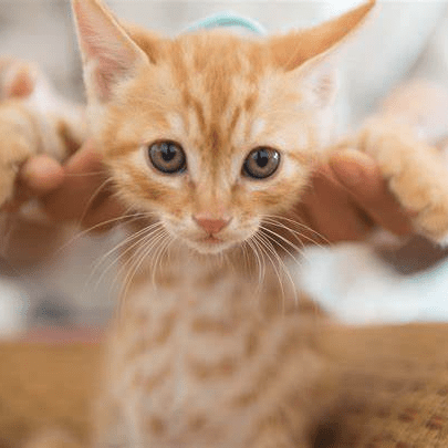 Github Maroojo Ronnakorn - Best Ocean Pictures in Retina