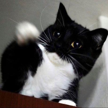 Github Crydayx Bot Buy True - Modern 8K Vintage Designs | Free Download