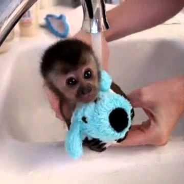 Github Luanfazolim Amor - Light Illustration Collection - Full HD Quality