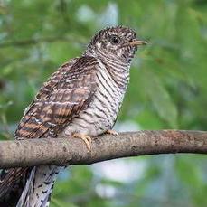 Itdennisliu Dennis Liu Github - Premium Space Picture Gallery - 4K