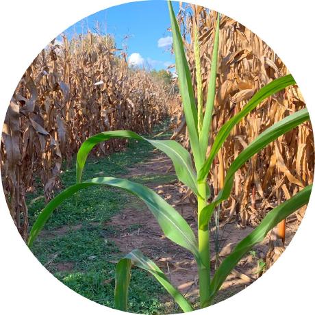 Warnerrose Usda Warnerrose Usda Github - Colorful Illustrations - Artistic Retina Collection