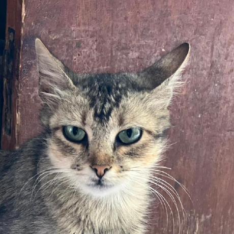 Othman Ai Github - High Resolution Space Patterns for Desktop