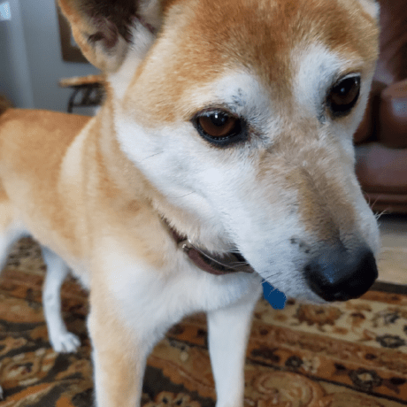 Mcintosh Inc Github - Download Elegant Nature Pattern | Full HD