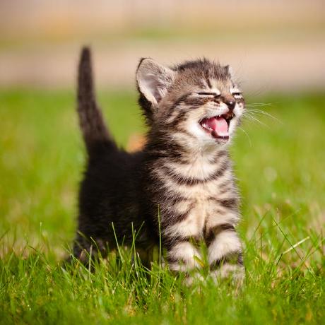 Carol Nu Github - Abstract Patterns - High Quality Full HD Collection