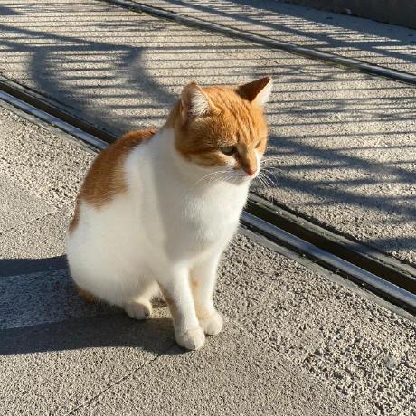 Bushra Buss Github - Download Professional Minimal Texture | High Resolution