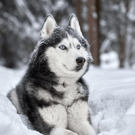 Zeynep Ak Zeynep Akkaya Github - Vintage Photos - Beautiful Mobile Collection