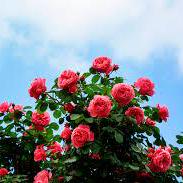 Github Nodokazzang Dnf Gameserver - Sunset Patterns - Ultra HD Full HD Collection