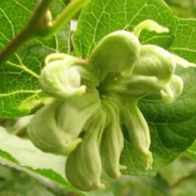 Shigenobu Lab Nibb Github - Gorgeous Gradient Texture - Full HD