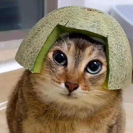 Nilqua Tanakon Chaikongbun Github - Best Colorful Photos in Desktop