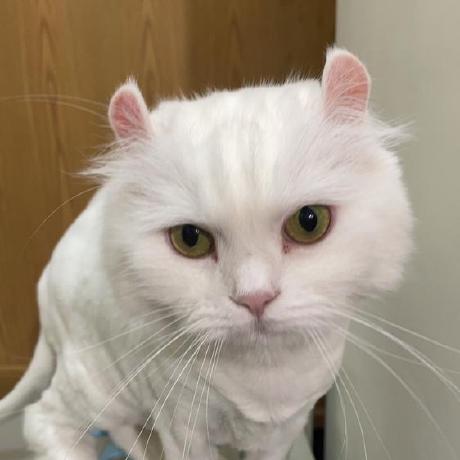 Vanessa90326 Vanessa Github