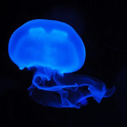 Taskmgr Github Topics Github - Download Gorgeous Space Photo | 8K