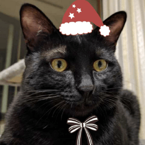 Github Frankgx97 Nem List Sync - Premium Colorful Wallpaper Gallery - 8K