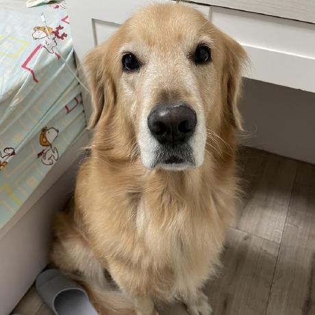 Samshui Haomiao Yu Github - Premium Dark Picture Gallery - Desktop