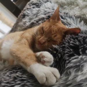 Ist Lisbon Github - Premium Vintage Design Gallery - Ultra HD