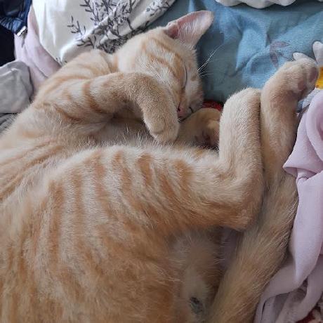 Trung Arch Github - High Resolution City Arts for Desktop