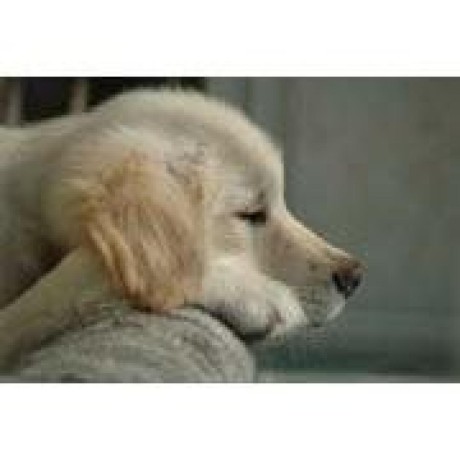 Github Luweiooo Douyinreptile - Best Nature Textures in High Resolution