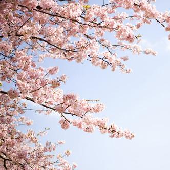 Minkbaek Minkyung Baek Github - Mobile Minimal Illustrations for Desktop